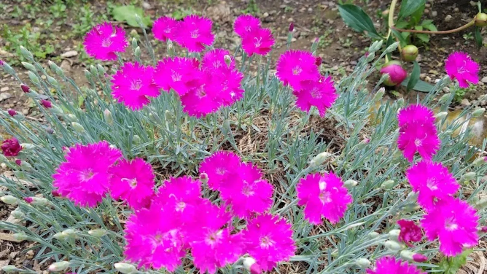 hot pink dianthus flowers. 
