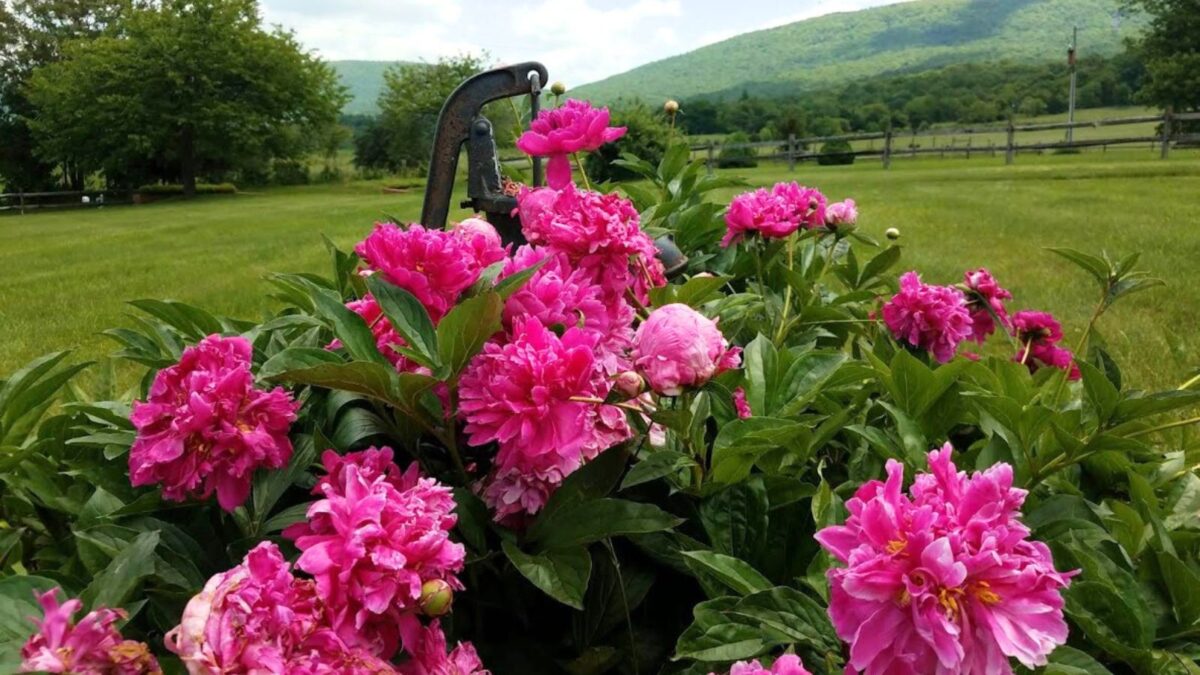 hot pink peonies with hills in the background. 