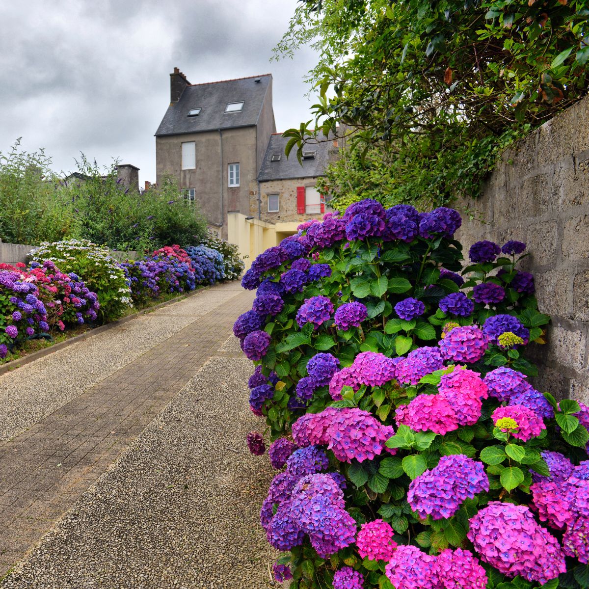 gorgeous pink and purple hydrangea hedge going up to a large house.