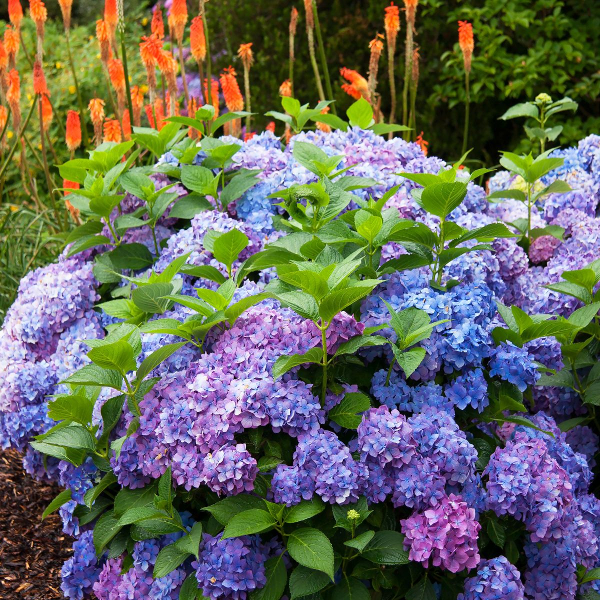 large hydrangea shrub with flowers in varying shades of purple.