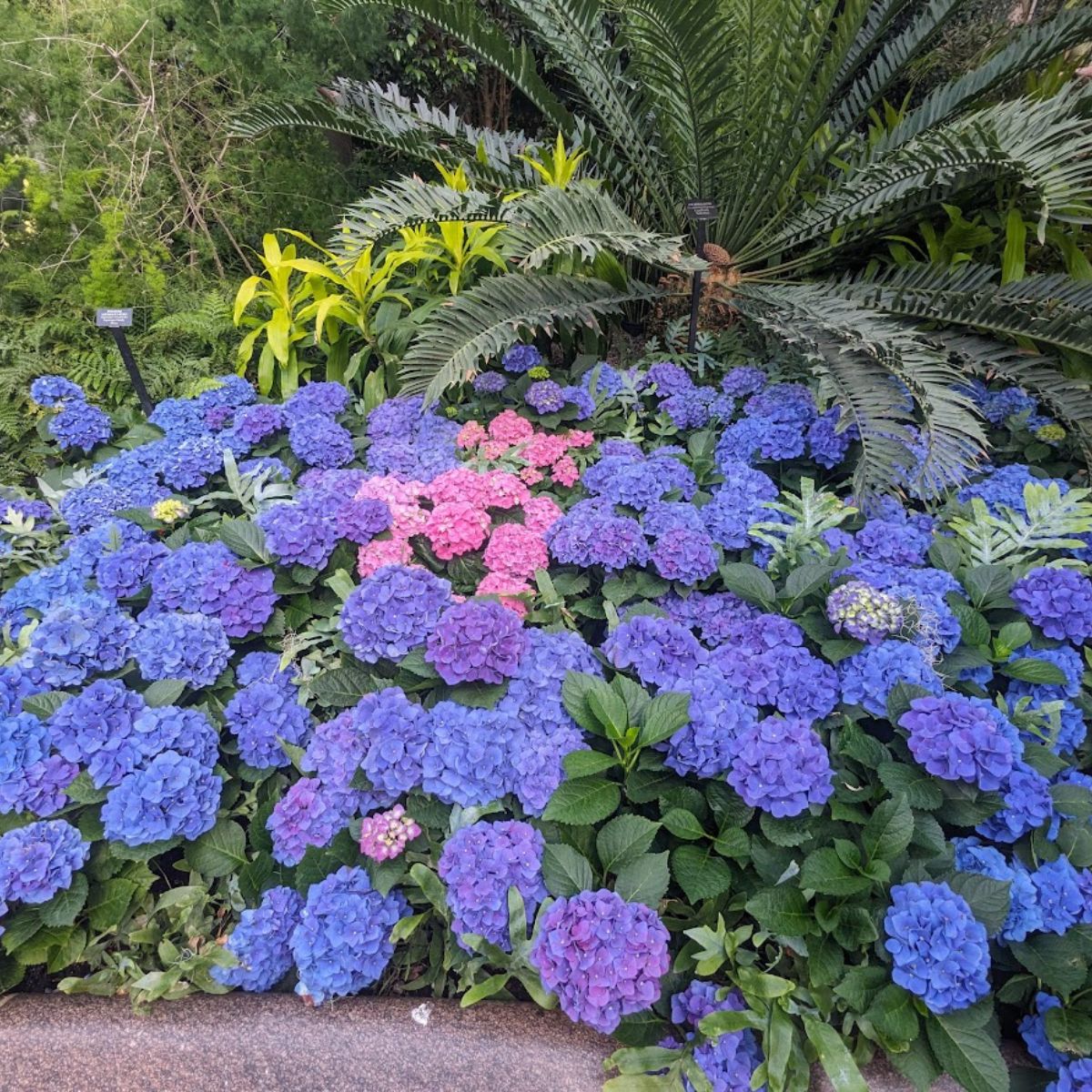 bright colored hydrangea flowers.