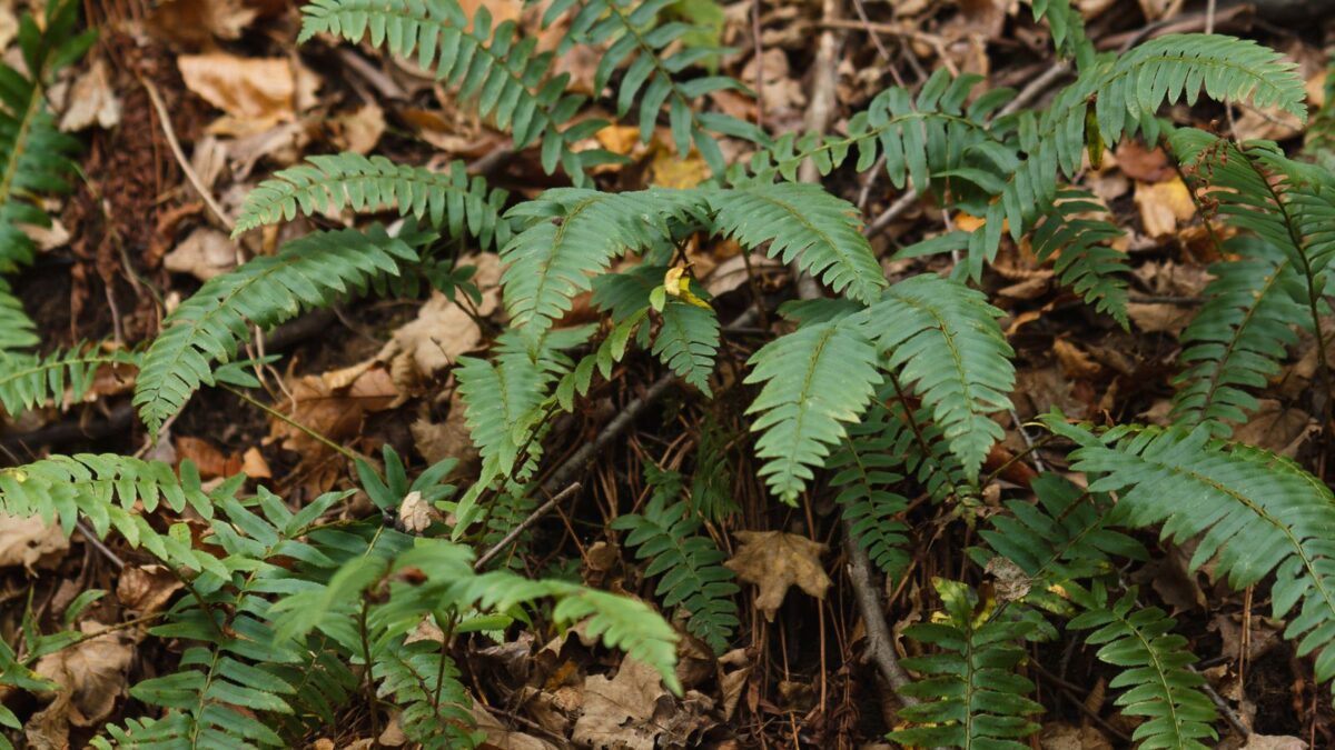 Polystichum acrostichoides (Christmas fern).