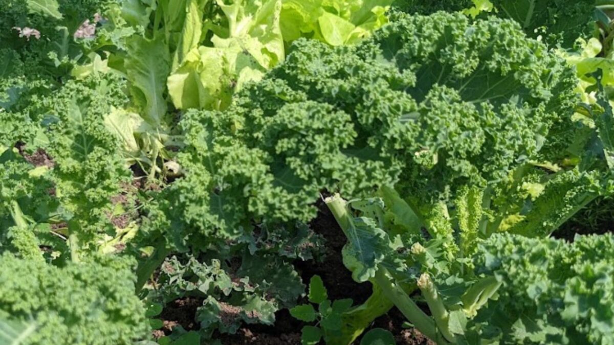 kale growing in the garden next to some lettuce.
