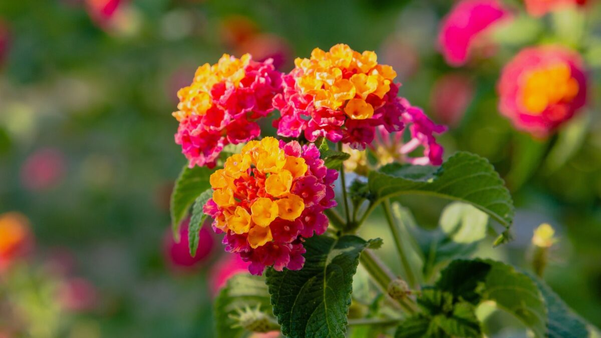 orange lantana flowers.