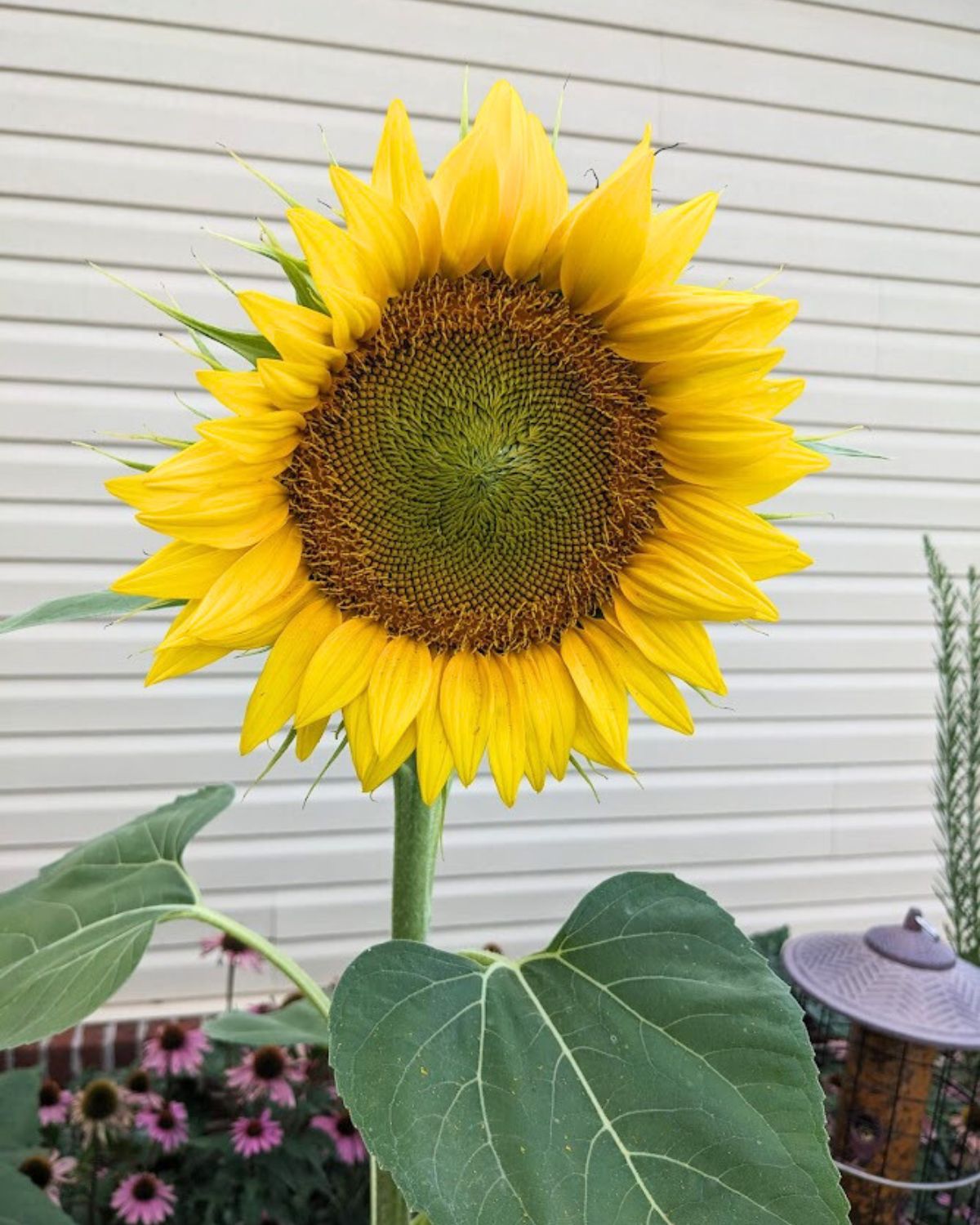 large sunflower.
