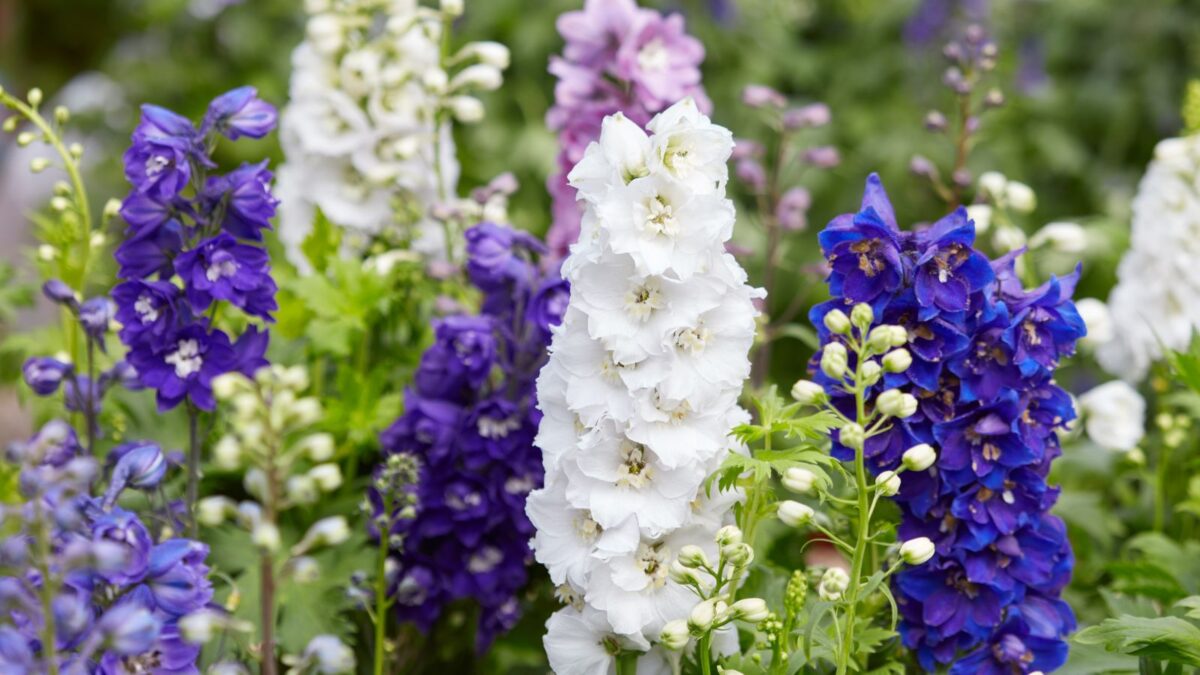 blue and white larkspur flowers.