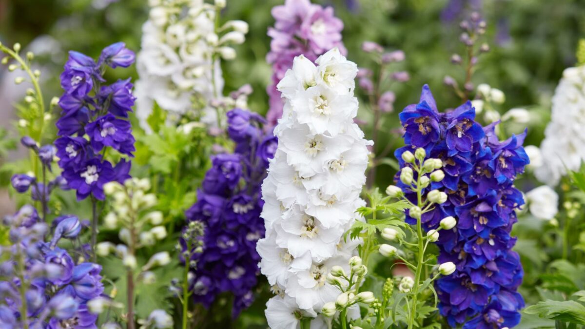 blue and white larkspur flowers. 