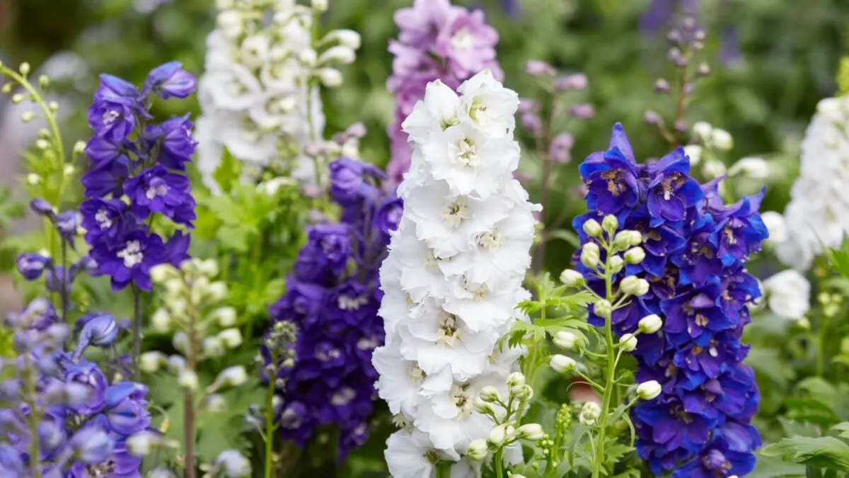 white and purple larkspur flowers.
