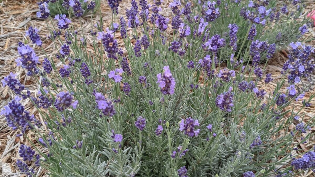 Blooming lavender bush.