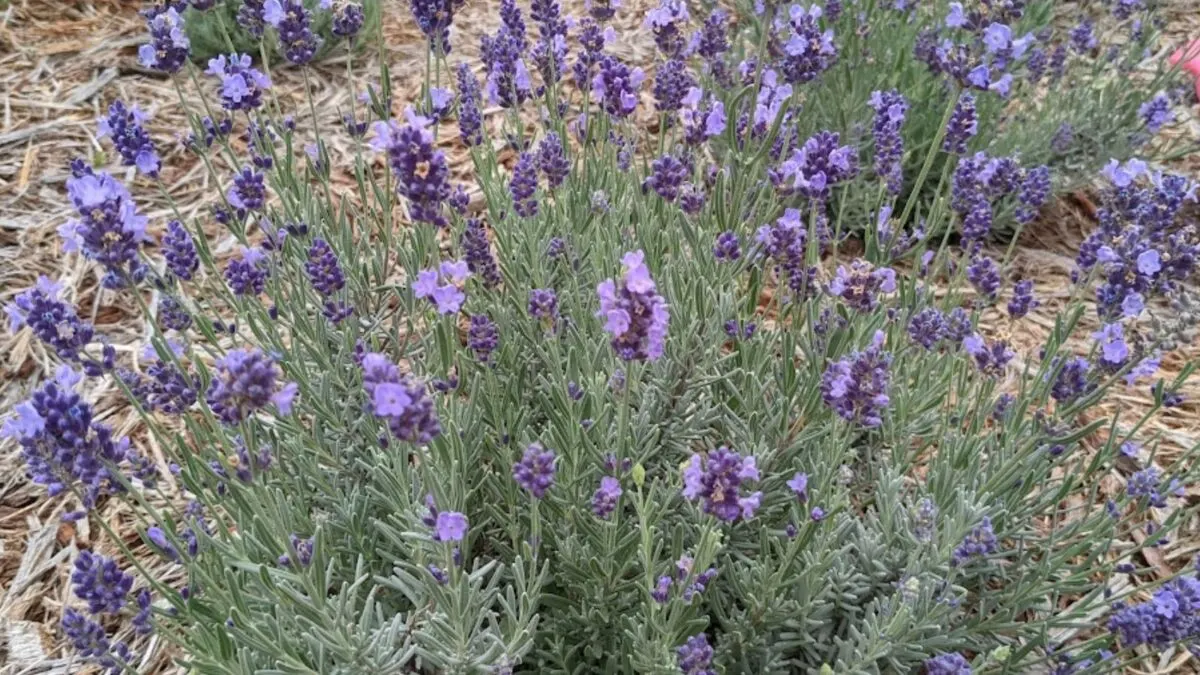 lavender plant in bloom.