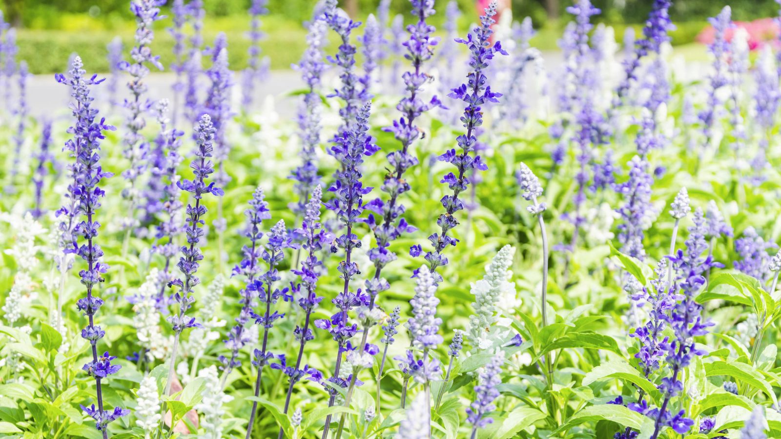 flowers that look like lavender.