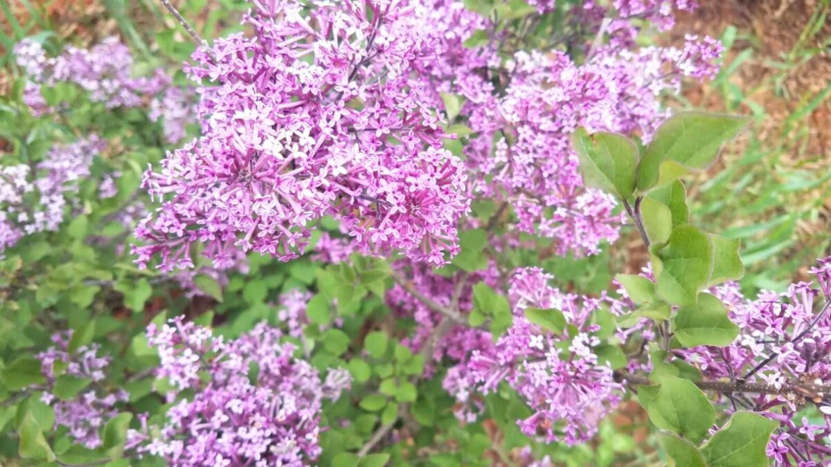 light pink lilac flowers,