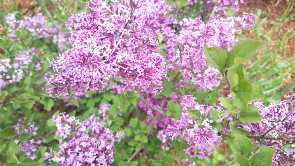 light pink lilac flowers,