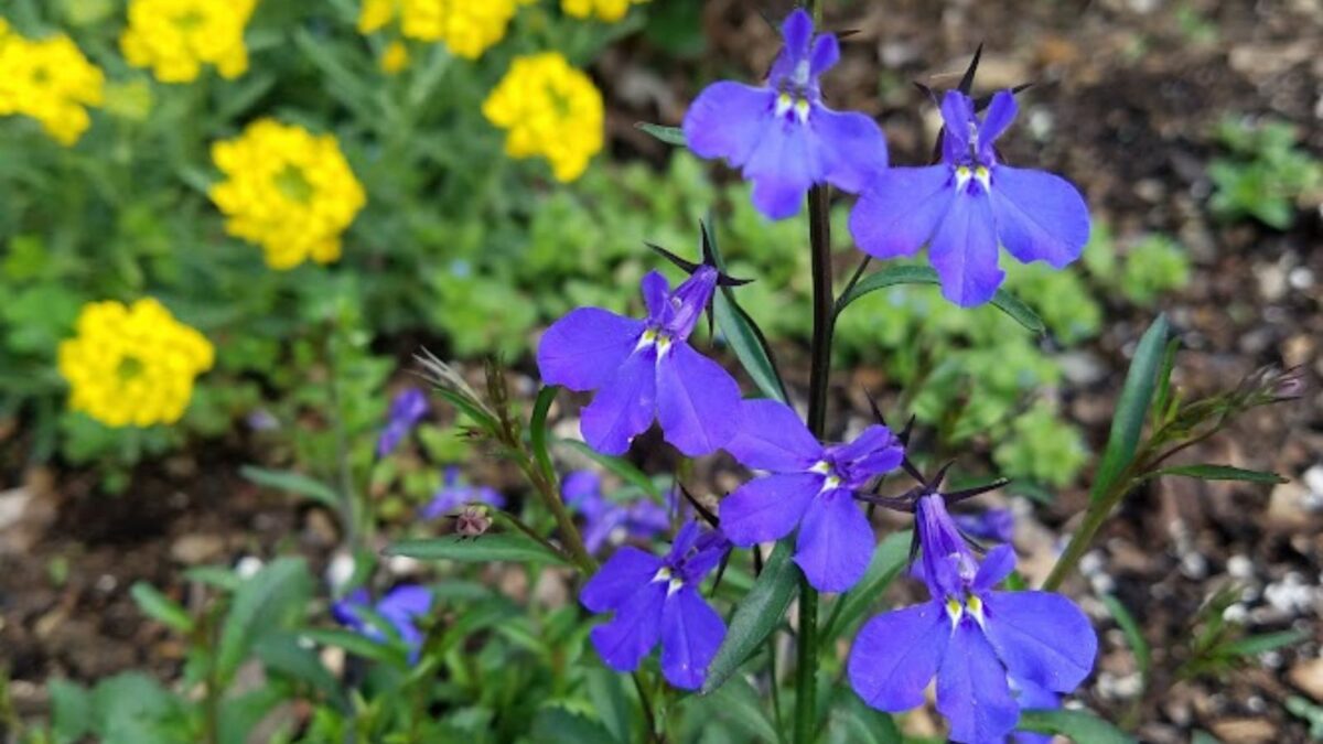 blue lobelia flowers with yellow flowers in the background.