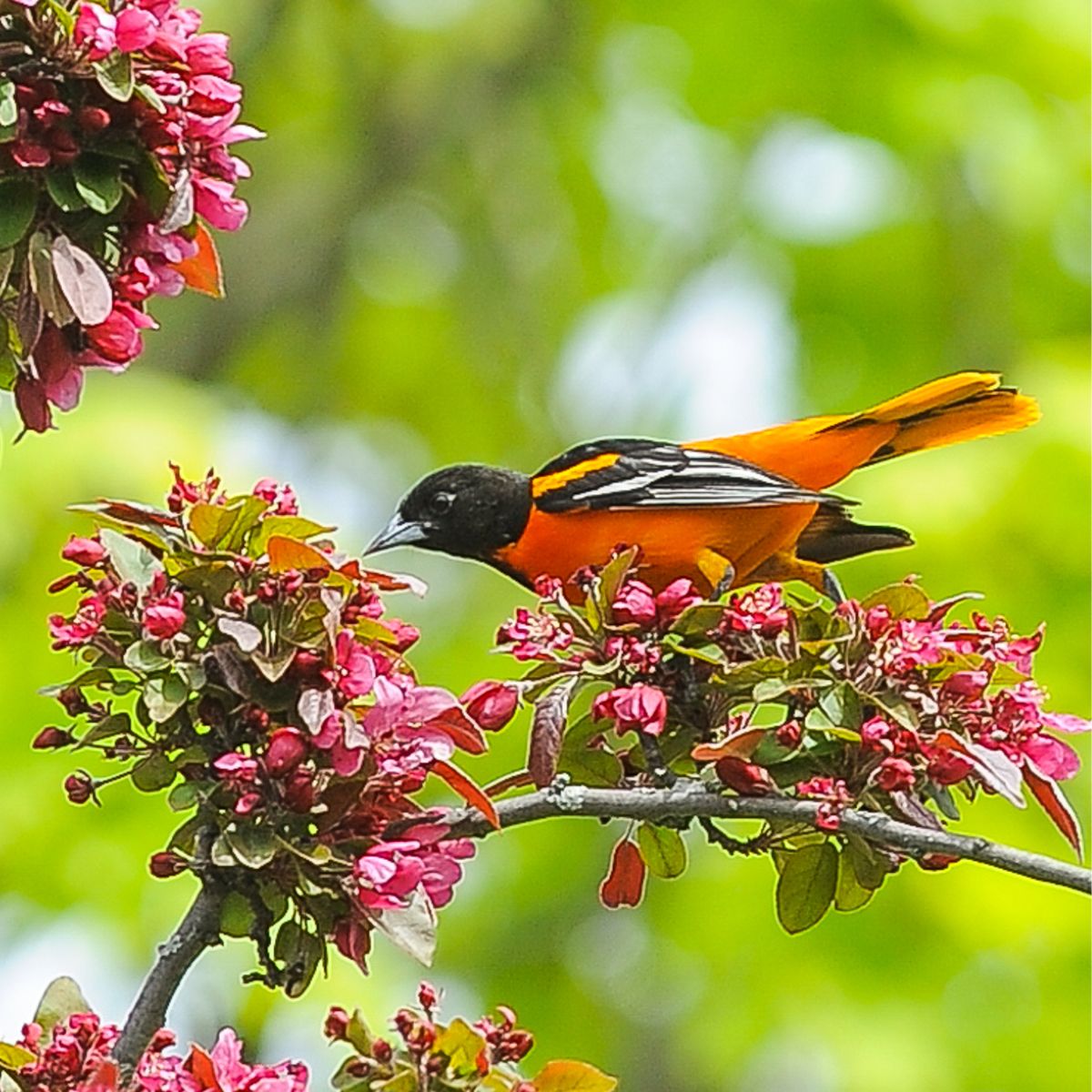 a male Baltimore oriole perched on a blooming apple tree branch.