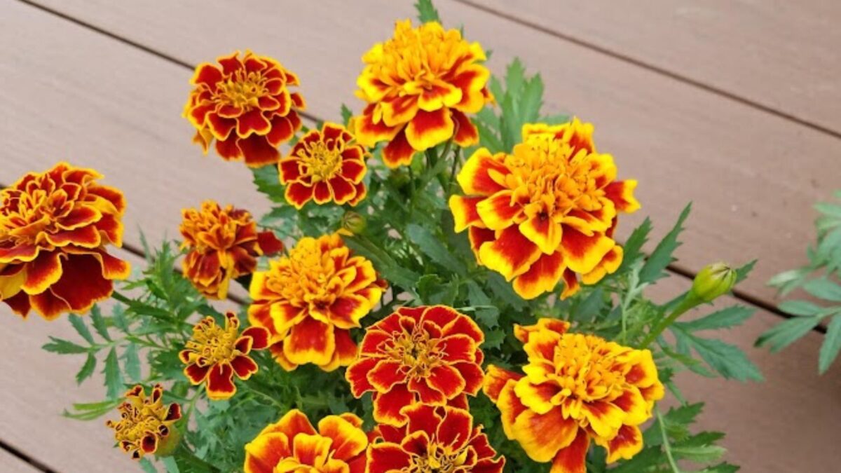 marigold flowers.