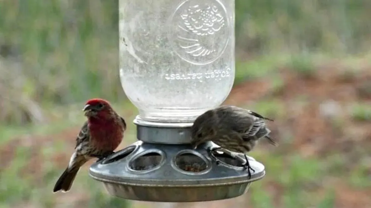 Birds eating from a Mason jar feeder.