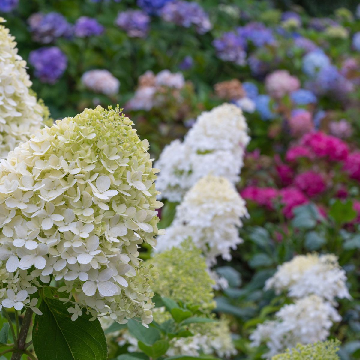 mass planting of hydrangeas: white paniculata in the front and colorful, pink and purple in the back.