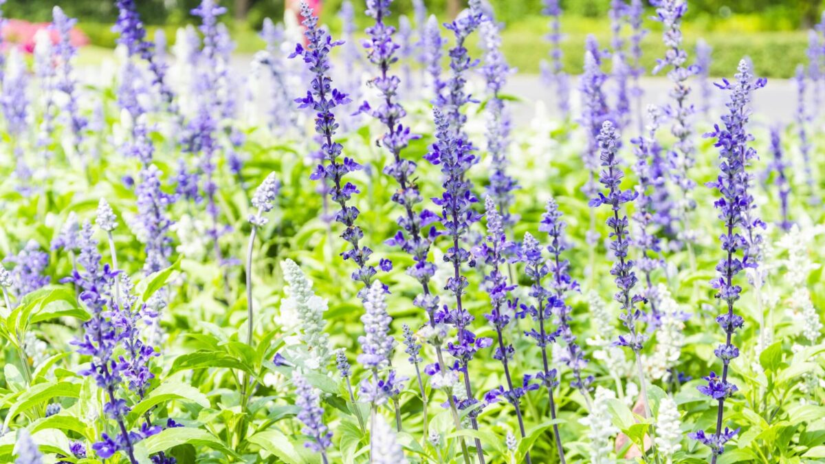 QAUZUY GARDEN 20 Mexican Bush Sage (Salvia Leucantha) Velvet Sage Seeds, Non-GMO Heirloom Flower Seeds, Striking Showy Garden Flower, Attract Pollinators, Low-Maintenance Mexican bush sage