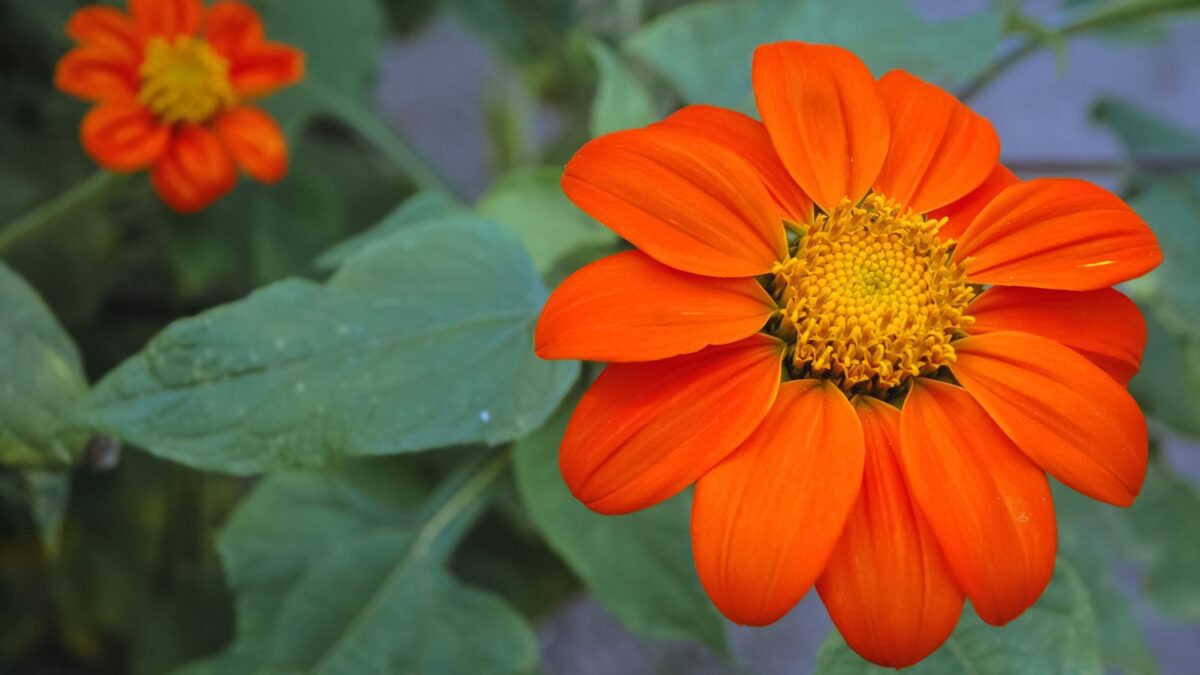 Mexican sunflower.