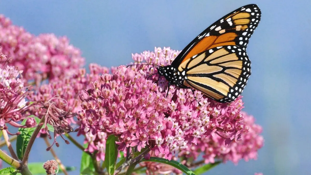 monarch butterfly on swamp milkweed. 