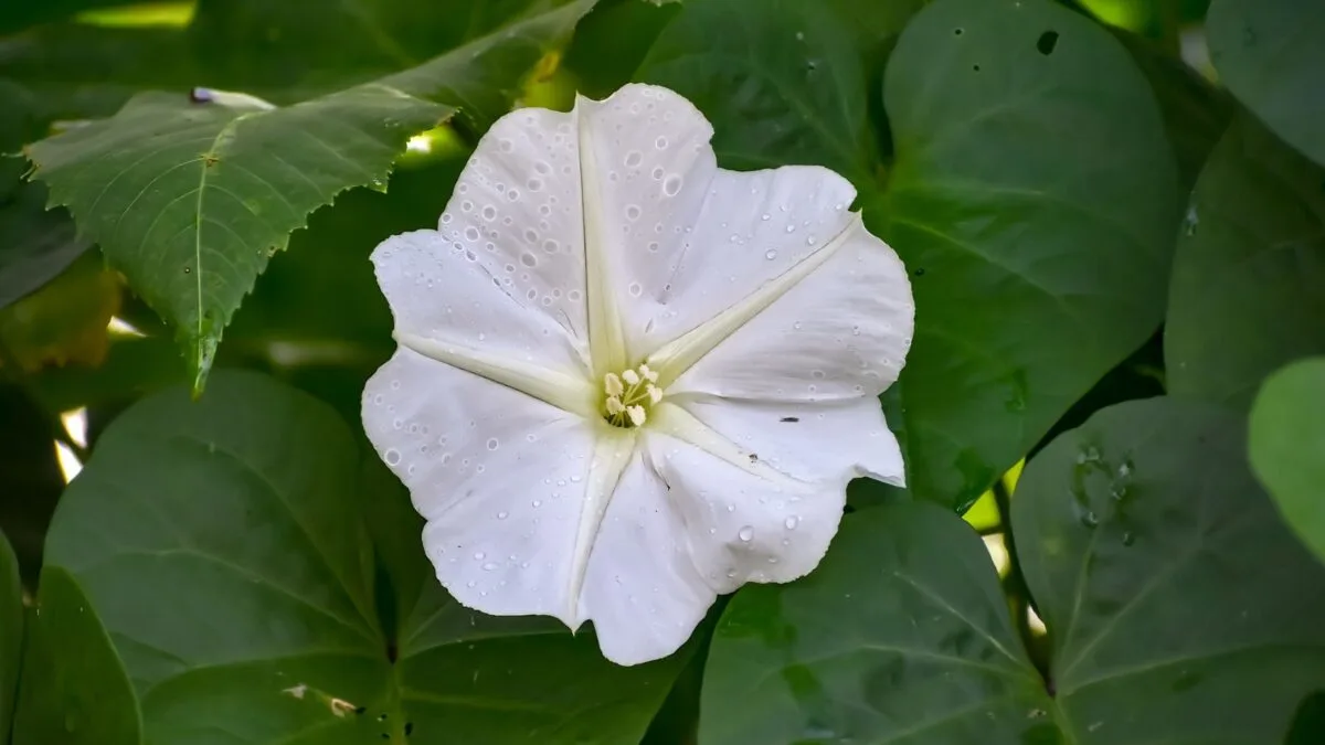 Moonflower. 