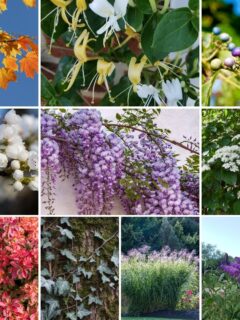 a collage of New Jersey invasive plants.
