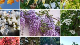 a collage of New Jersey invasive plants.
