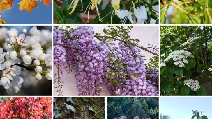 11 Invasive Plants in New Jersey (And 26 to Plant Instead)