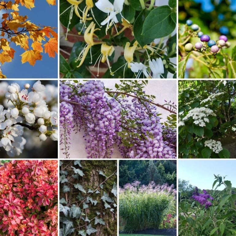 a collage of New Jersey invasive plants.