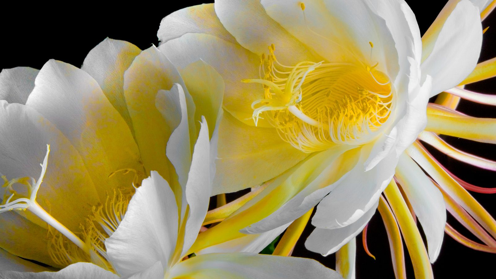 night blooming cereus