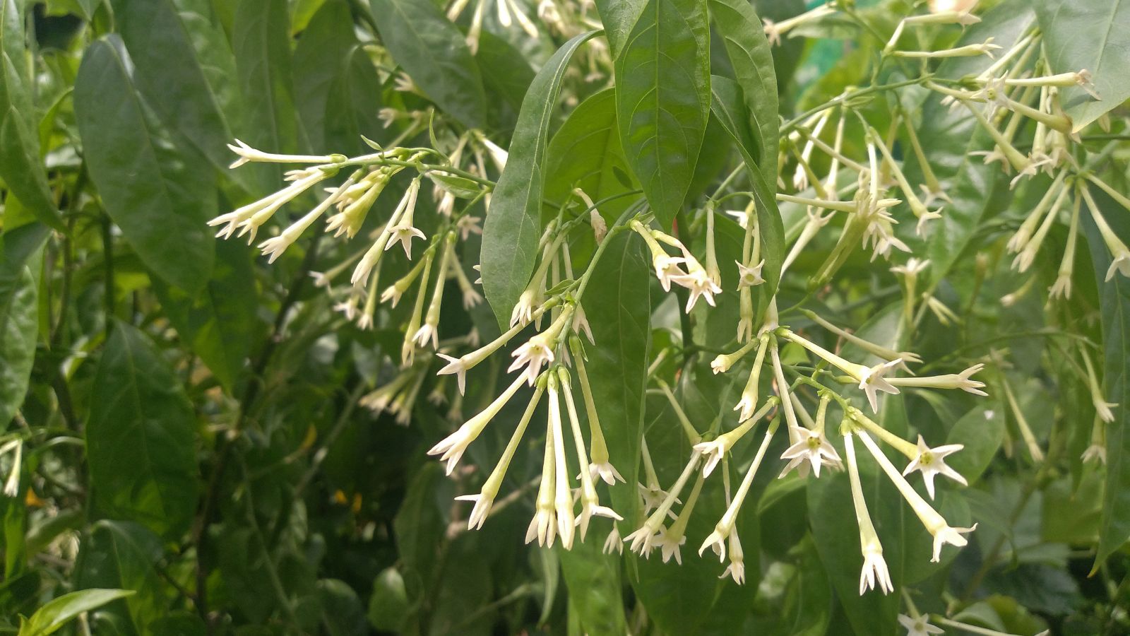 night-blooming-jessamine