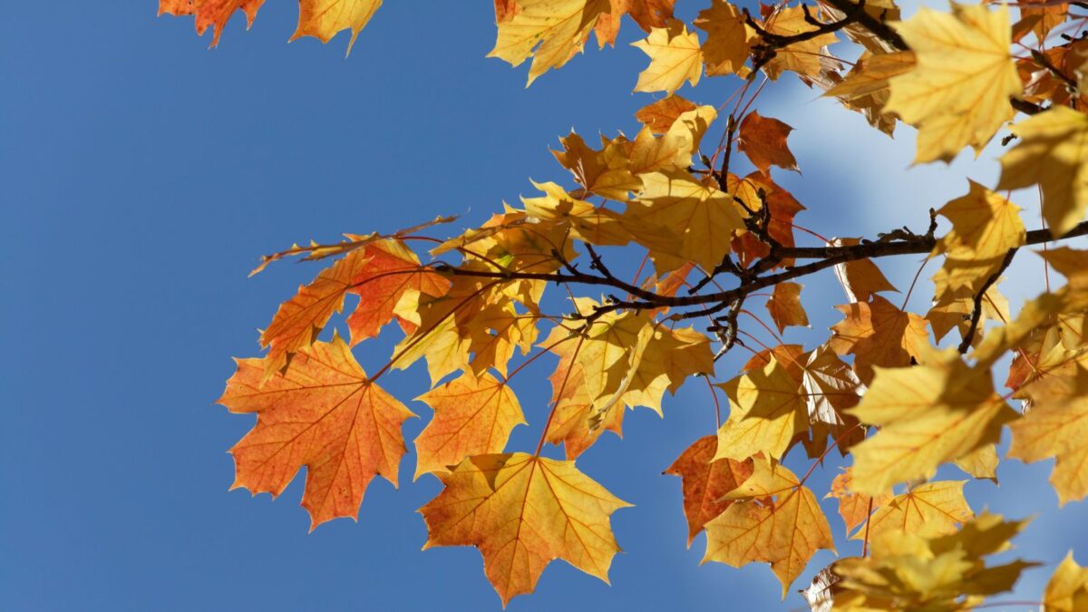 Norway maple branch in fall colors. 