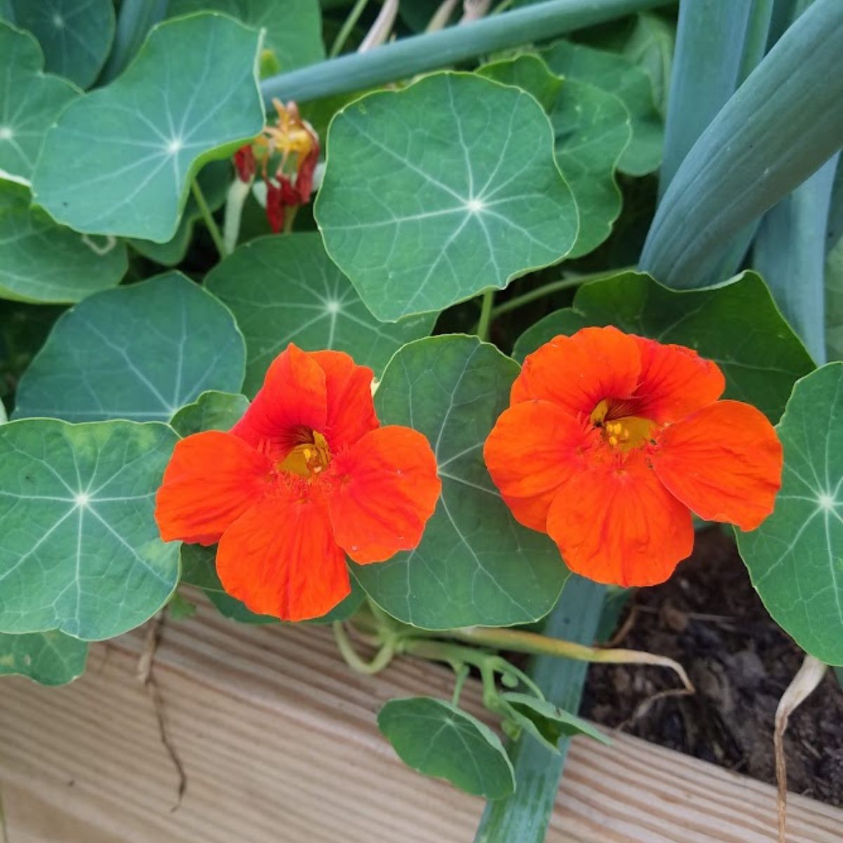 bright orange nasturtium flowers.
