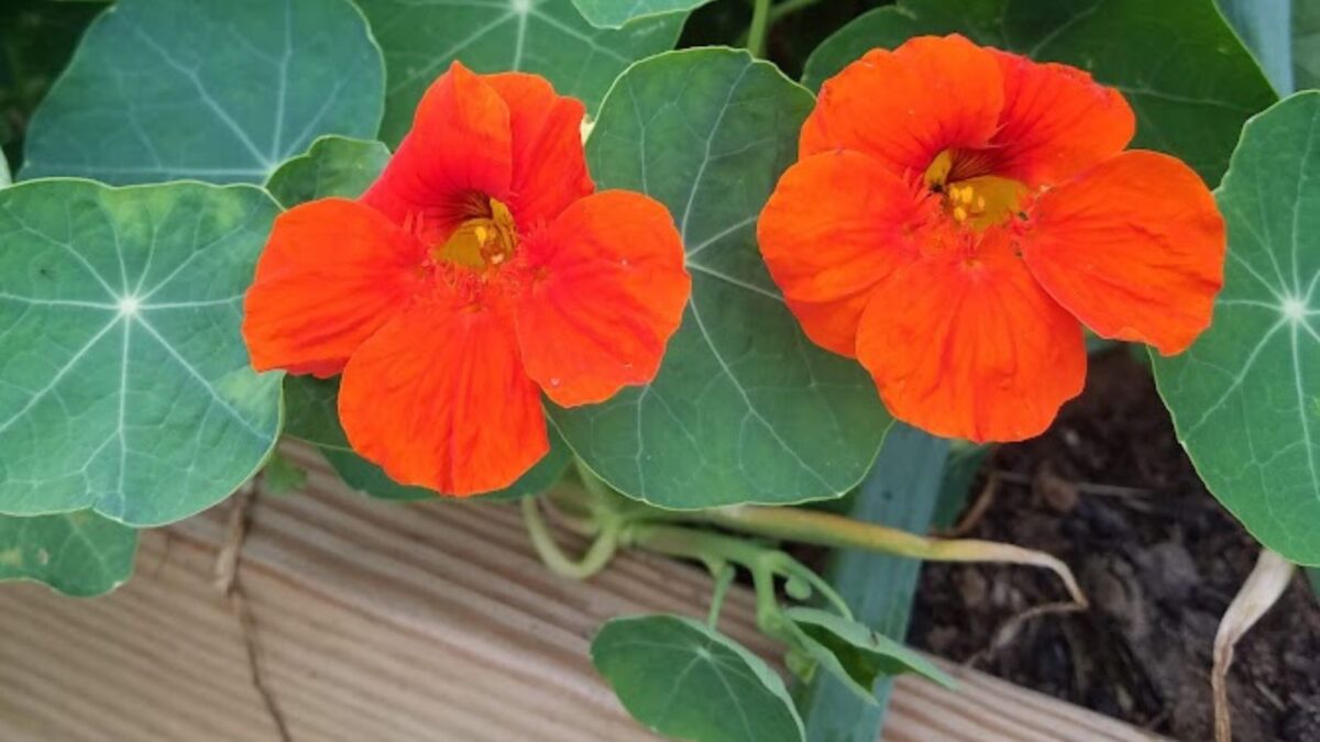 Orange nasturtium flowers.