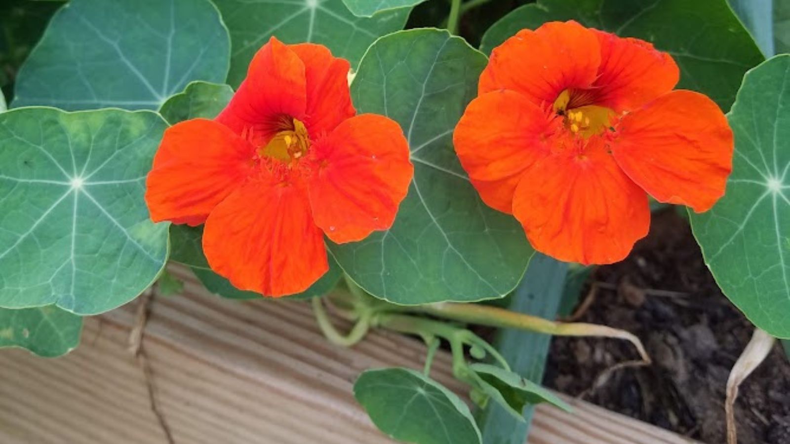 Orange nasturtium flowers.