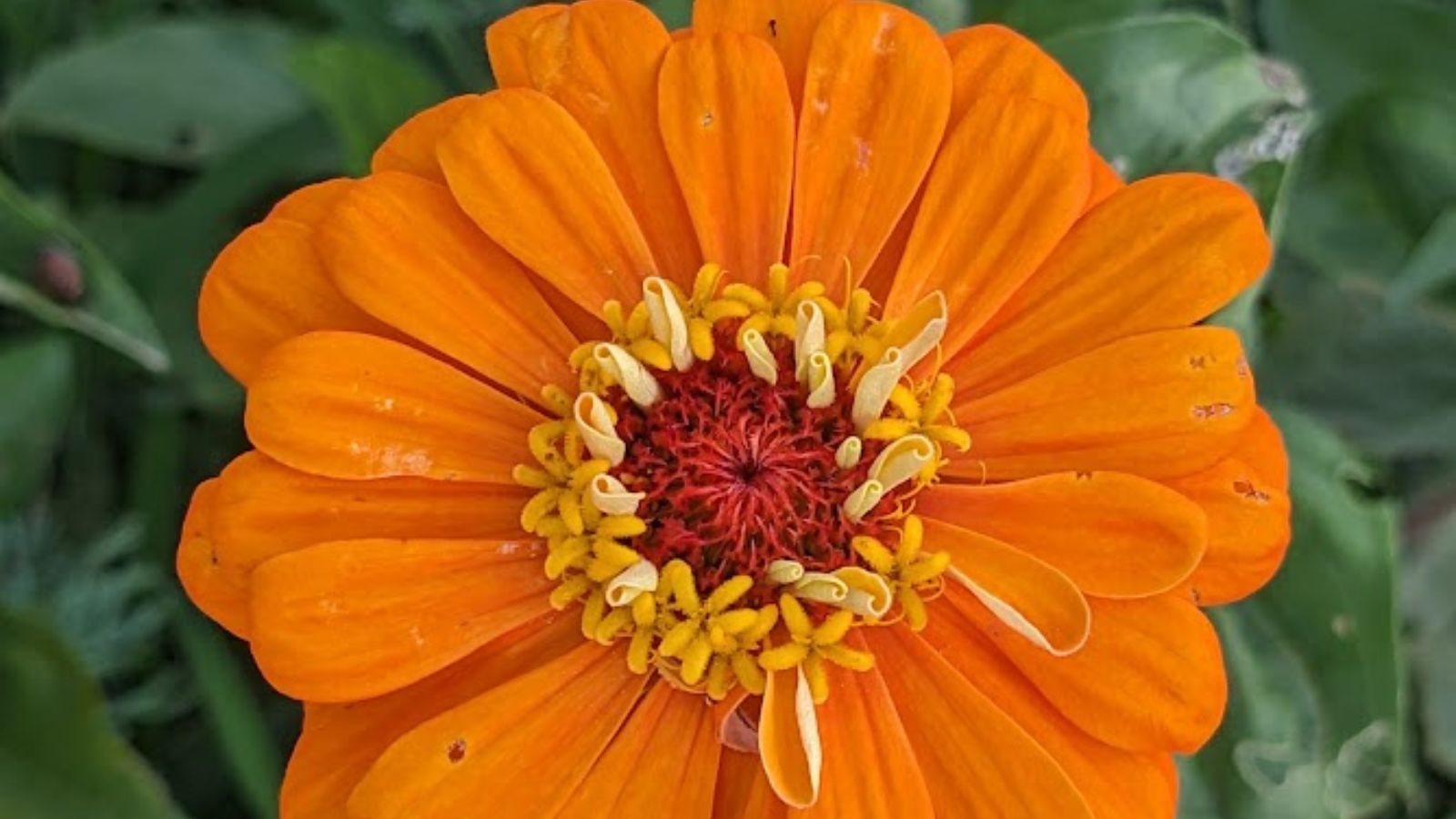 closeup of an orange zinnia flower.