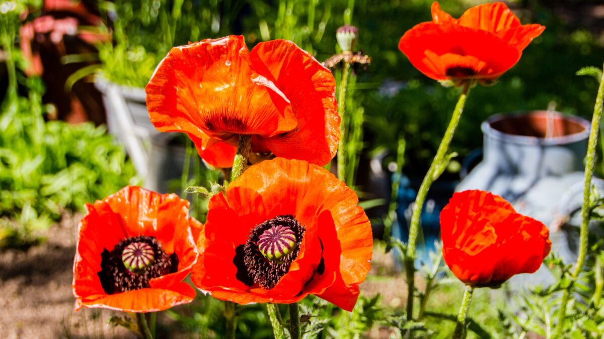 oriental poppies.