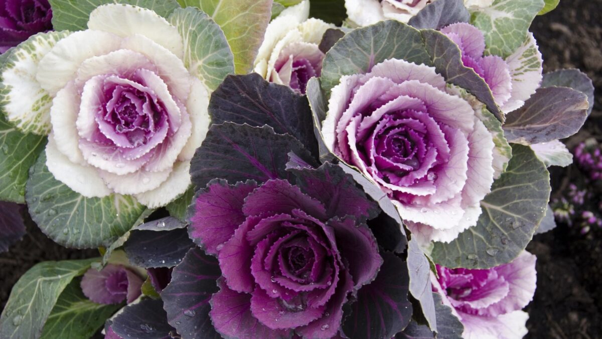 Ornamental kale, variety acephala: beautiful flowering cabbage in shades of white and purple.