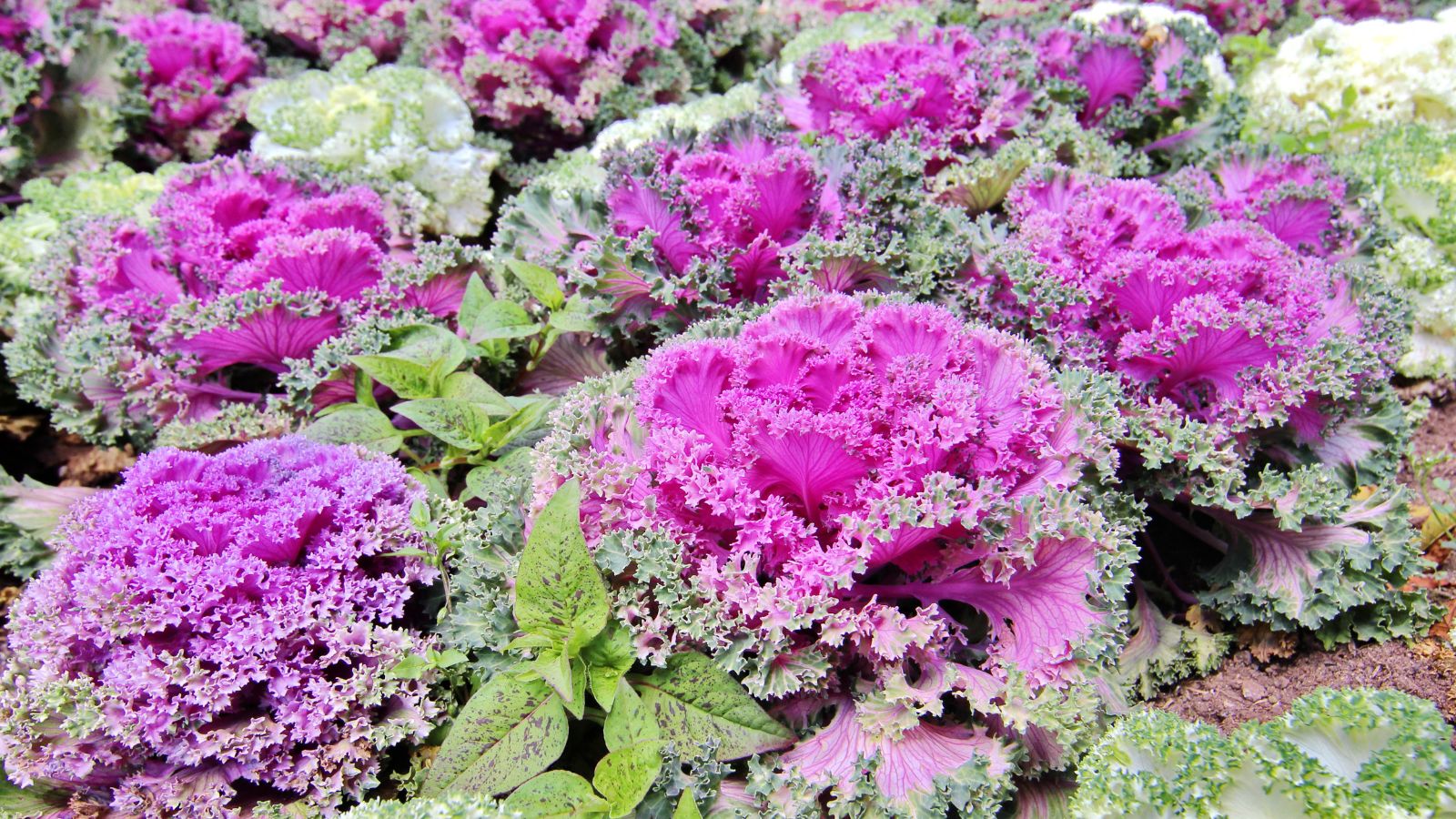 Ornamental kale. 