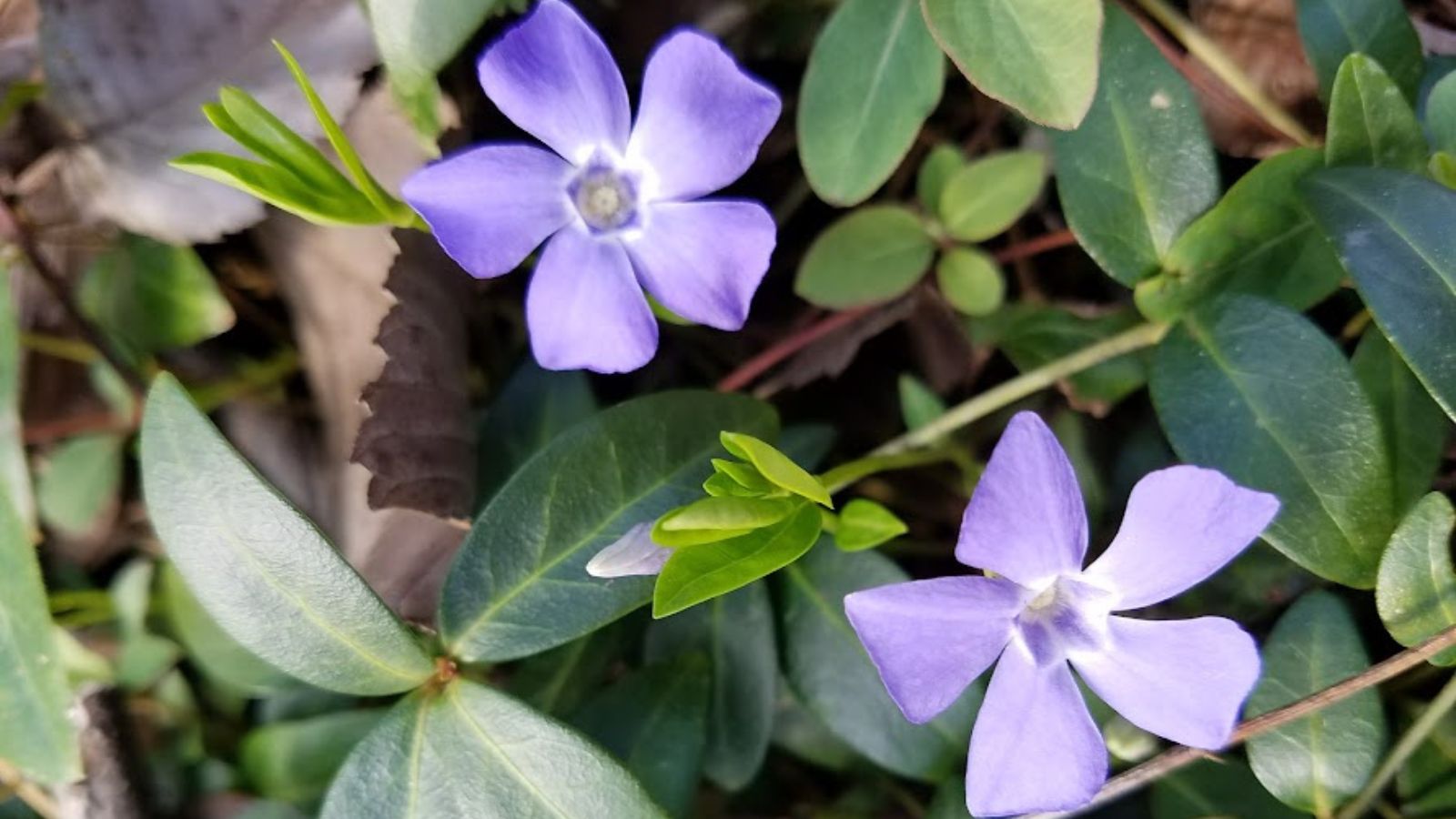 pale purple vinca flowers.