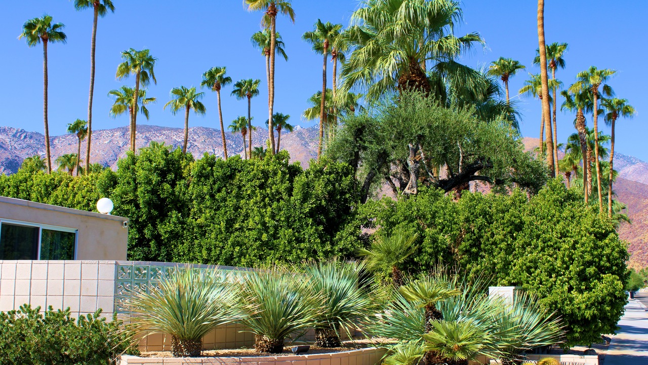 Palm Trees and cacti gardens surrounding manicured plants with arid mountains beyond on a residential street taken at a residential neighborhood in Palm Springs, CA