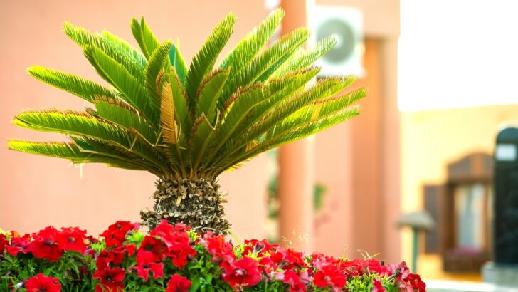Turn Your Yard Into a Paradise With These Palm Tree Landscaping Ideas