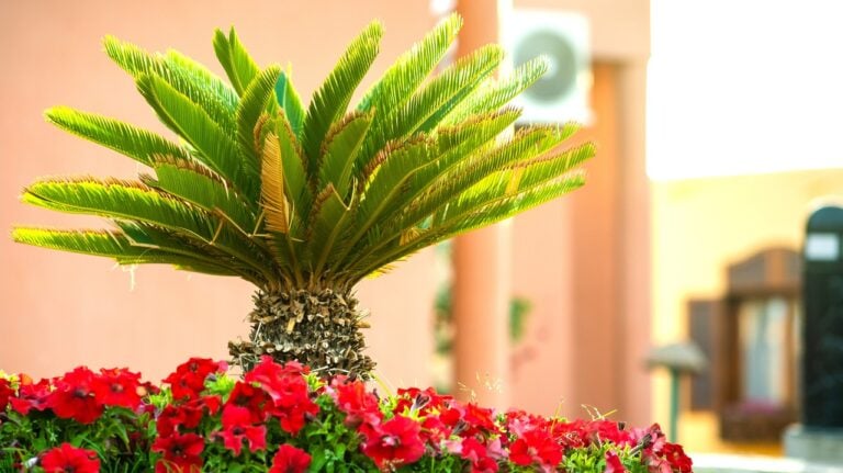 Turn Your Yard Into a Paradise With These Palm Tree Landscaping Ideas