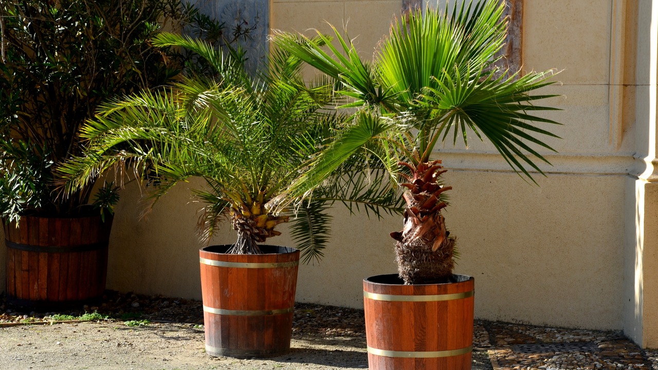 Belmore sentry palm, is a species of flowering plant, in wooden flower pot. castle garden terrace