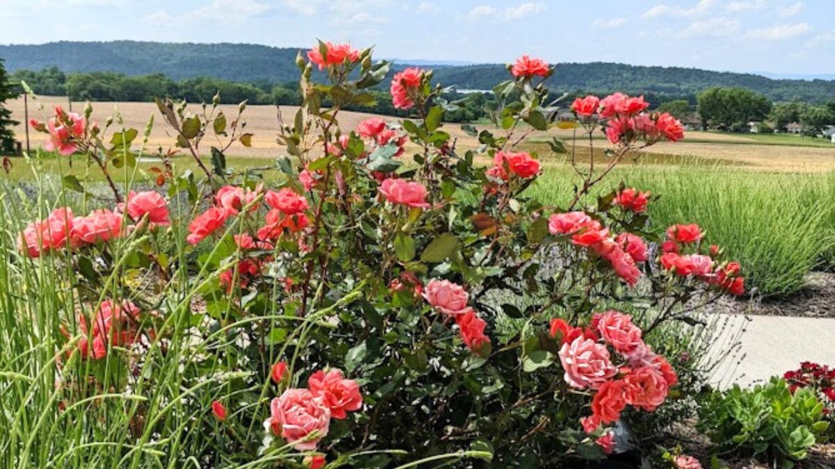 peach colored knockout roses.