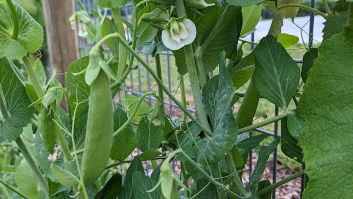 peas growing in my garden.
