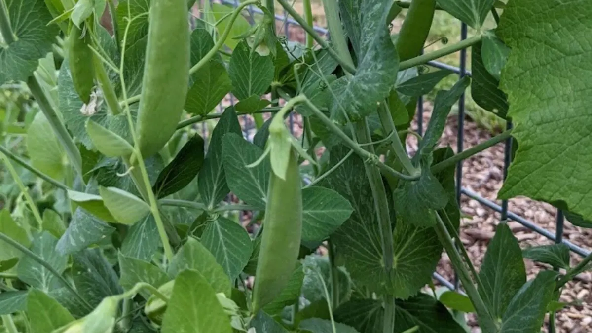 peas on a vine growing up a metal fence. 