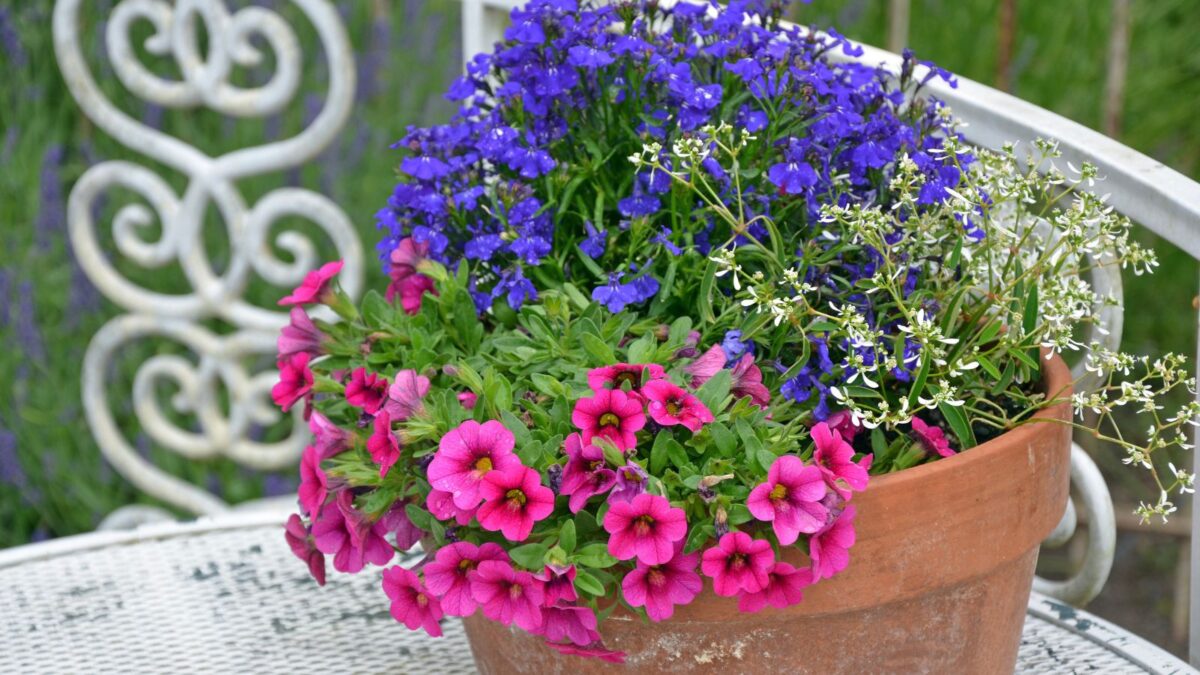 pink petunias, bright blue lobelias and  a spray of tiny white flowers. 