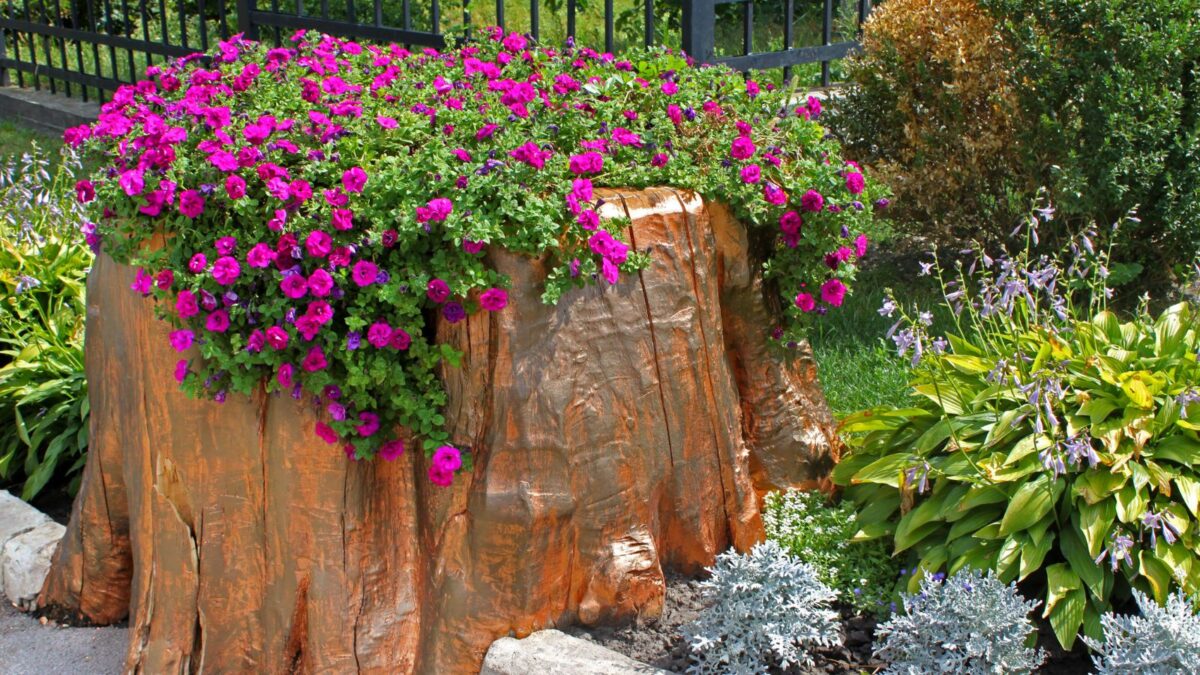 Fuchsia colored petunias planted in the tree stump and surrounded by low growing plants. 